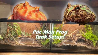 PacMan Frog Terrarium Builds