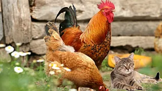 The rooster was afraid that the kitten would die!He followed and protected the kitten.so funny cute!