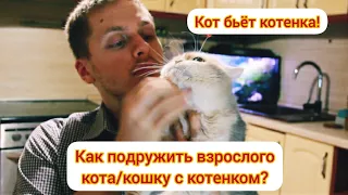 Как подружить взрослого кота/кошку с котенком! Что делать?