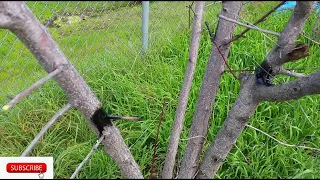 Let's graft fruit tree scions using a drill | Easy and fast