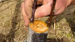 Pear grafting 100% result