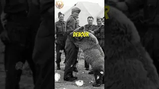 This bear fought the Nazis as an enlisted Polish soldier #truestory #history