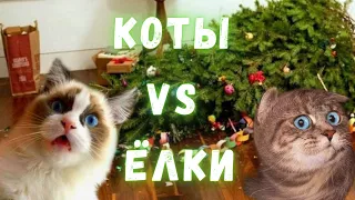 СМЕШНЫЕ КОТЫ И ЁЛКИ, ПРИКОЛЫ С КОТАМИ, ПОДБОРКА СМЕШНЫХ ВИДЕО #2