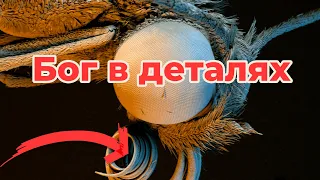 Бог в деталях || Чудеса творения