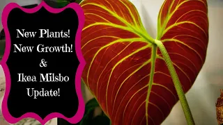 New Houseplant - Milsbo Update - Giant Philodendron Gloriosum Pre-Propagation - Houseplant Updates!!