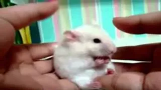 Surprised Rat - Kill Bill Remix