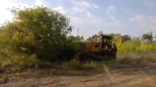 Выкорчевка деревьев трактором ЧТЗ Т 170 без корчевателя