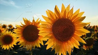 Sunflower jumpscare