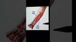 Muscles of the anterior forearm (review)