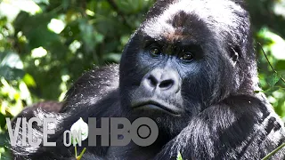 The Park Rangers Protecting the Congo's Gorillas