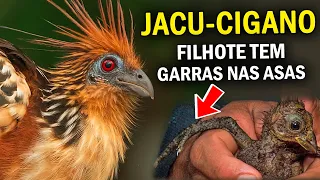 10 COISAS QUE VOCÊ NÃO SABE SOBRE PÁSSAROS #2 | Planeta das Aves