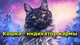 Кошка — индикатор кармы