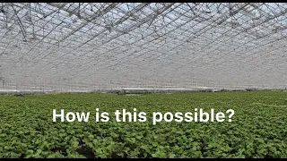 The World's Biggest Rooftop Greenhouse