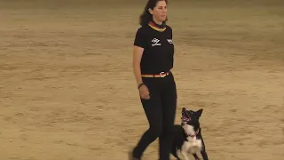 FCI World Championship Obedience 2023 – Shauna Wenzel / Welsh Riverdee Mischief Managed