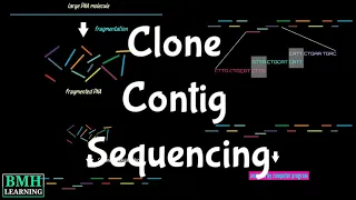 Clone Contig Sequencing Methods | Clone Contig Approach | Whole Genome Sequencing By Clone Contig |