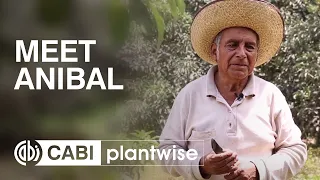 Meet Anibal, a Peruvian avocado farmer
