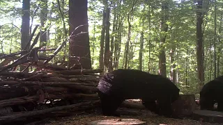 Black bears jaw chomping & pulsing these two are really pissed with each other.