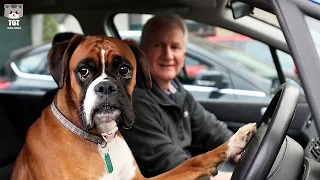 Brave' Dogs Reaction When Realize He's Going To The Vet  🤣 🤣 - Funny Dog Reaction