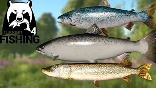 Volkhov Trolling + Archipelago Trolling +| BIG Taimens @ Tung | Hangin' Out | Chill Stream | RF4