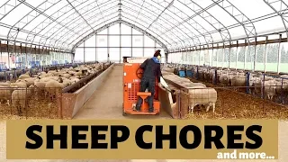 My Life as a Sheep Farmer (SHEEP CHORES & MORE): Vlog 171