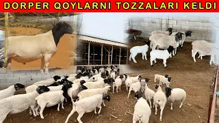 SIZ🫵 KUTGAN DORPER🐑 QOYLAR KELDI 250ta😱 SHOSHILING ENDI 2024. ENG