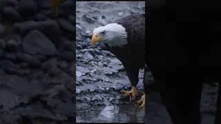 Intense moment!   Join me November 2024 on one of the worlds largest gathering of bald eagles in Ala