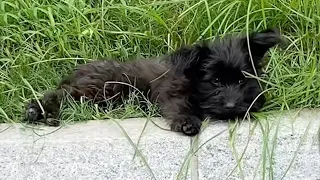 Tiredly lying on the grass, she shed tears of helplessness because she couldn't find food all day