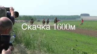 Скачка 1600м 10.06.2023 Маломолево