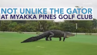 Gigantic Alligator Casually Walks Across Florida Golf Course