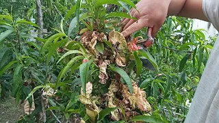 Enfermedad del Durazno 🍑 ( Taphrina deformans)