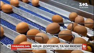 Купити яйця і не отруїтися: як ціна впливає на якість продукту