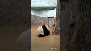 😂🐼❤️ Панда Катюша помечает дерево. panda