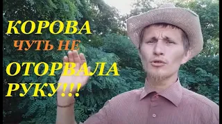 Корова или коза? Кого выбрать? Молочное скотоводство.