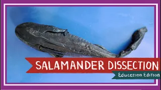 Tiger Salamander Dissection || Amphibian Inhabiting Fire [EDU]