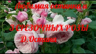 3 срезочных розы Д.Остина.И любимая остинка!