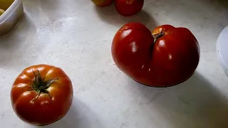 Взвешиваем томаты Король гигантов и Благовест