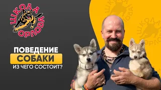 Как управлять поведением собаки