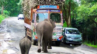 Elephant Attacks Truck For Baby Elephant Food | U TURN