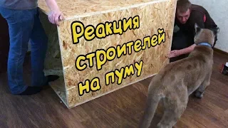 РЕАКЦИЯ СТРОИТЕЛЕЙ НА ПУМУ / Новый дом для Пумыча