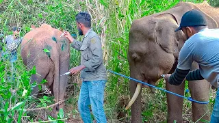 This Young Elephant is suffering from a Hakka Patas Trap. Wildlife officers came in time to rescue
