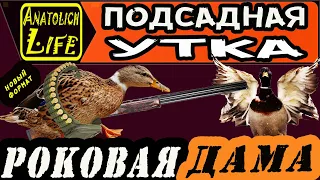 Подсадная утка. Как выбрать? Duck decoy. How to choose?