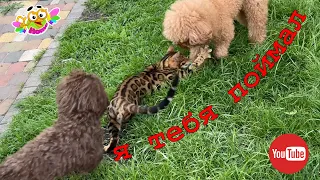 How Leopold the Cat Becomes the Best Dog Mentor. Кот Леопольд выгуливает собак.