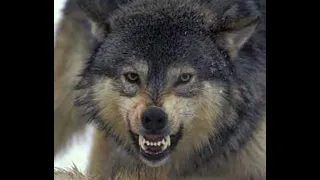 Wolf growling sound effect