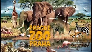 Prague Zoo with Kids / Prague, Czech Republic in Winter