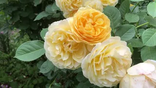 Graham Thomas Rose - World's Best Rose ?