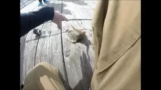 STUNG BY A STINGRAY!!! INSANE FOOTAGE