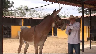 P290 Burras y burros de gran belleza de Criadero San Alvaro