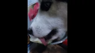 Сибирский Хаски поедает арбуз