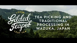 Tea Picking in Wazuka, Japan