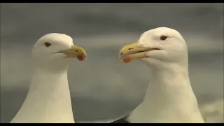 Documentary about Seagull | Earth Global